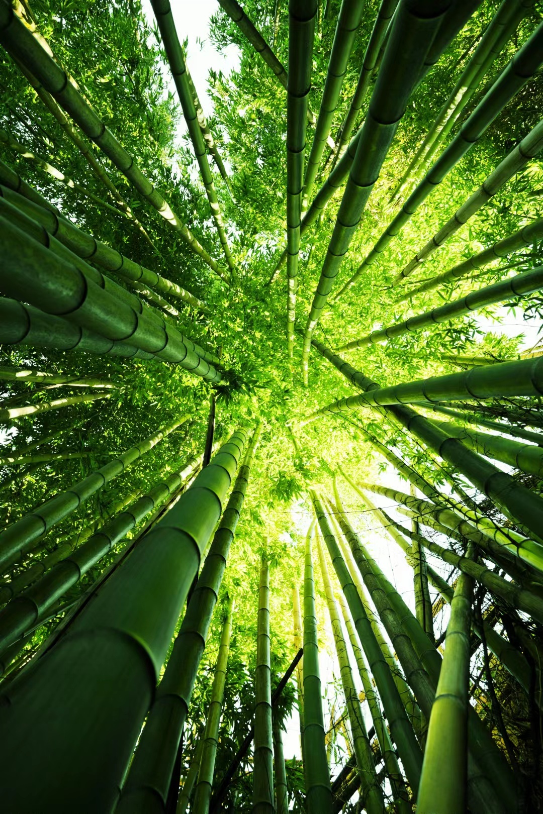 竹林