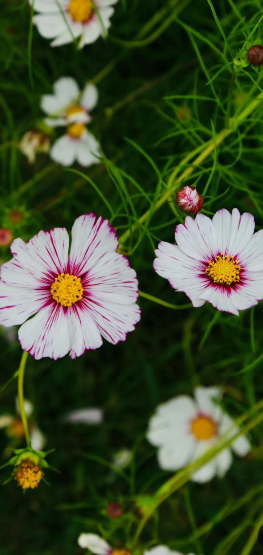 护眼花草