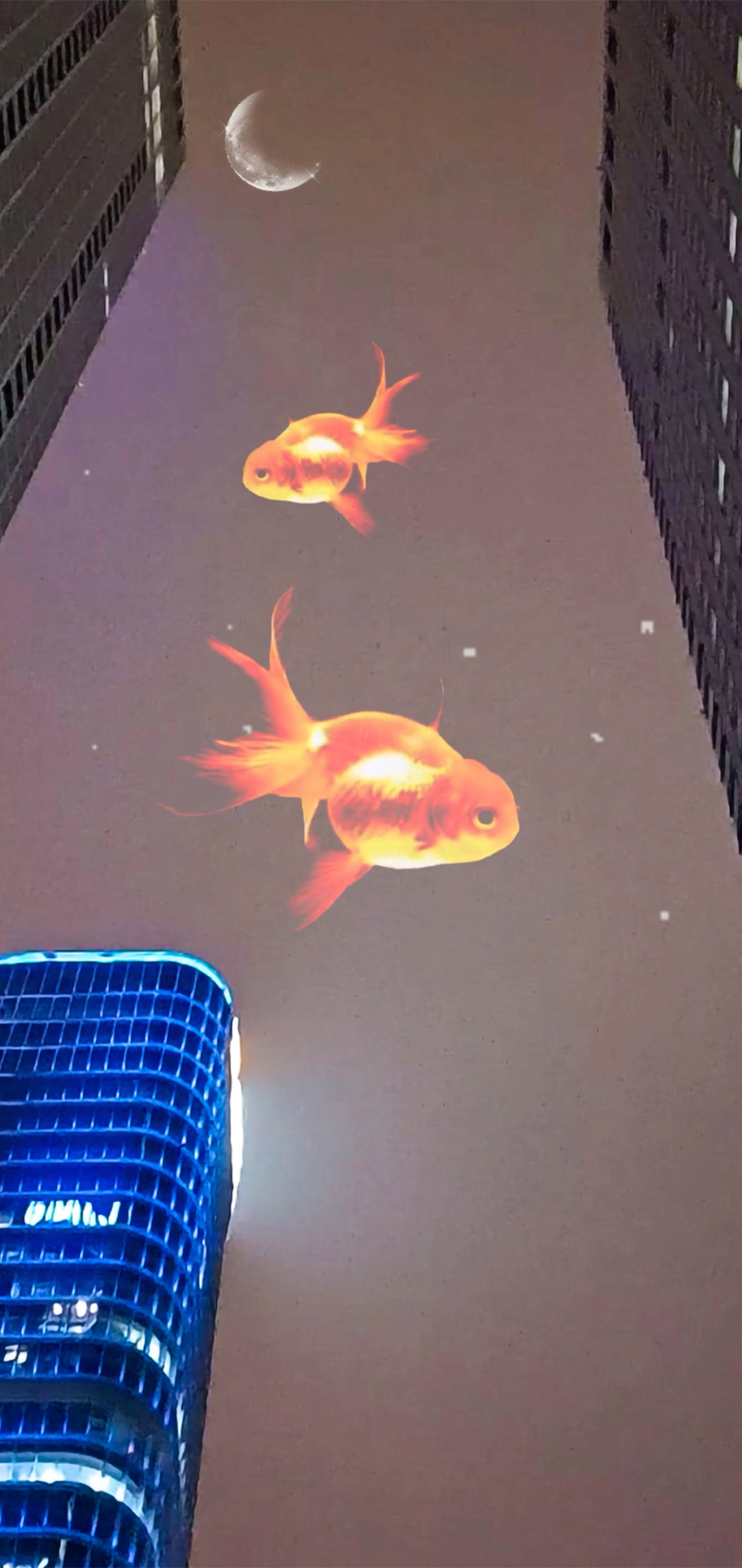 中國尊 魚 4K