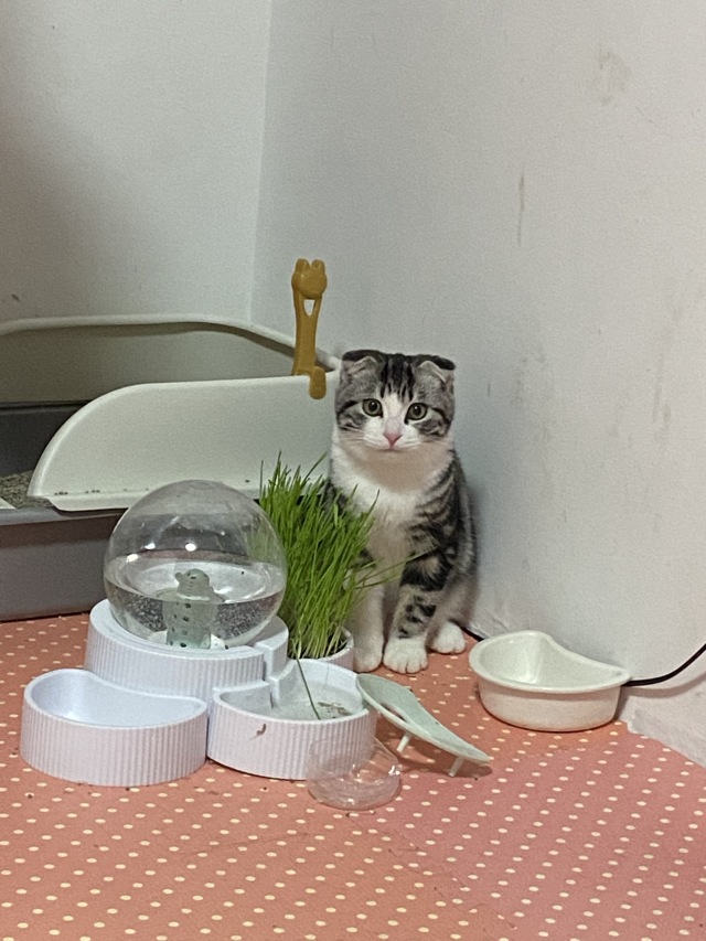 飯糰飯糰