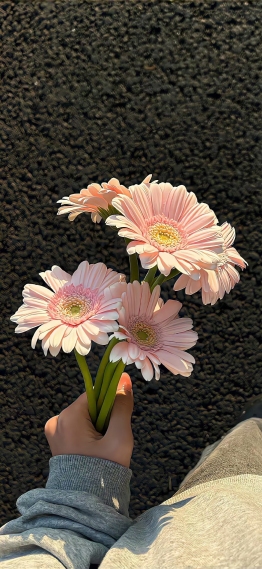 粉色雏菊花束