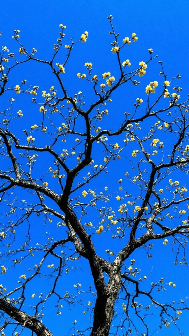 树上的花