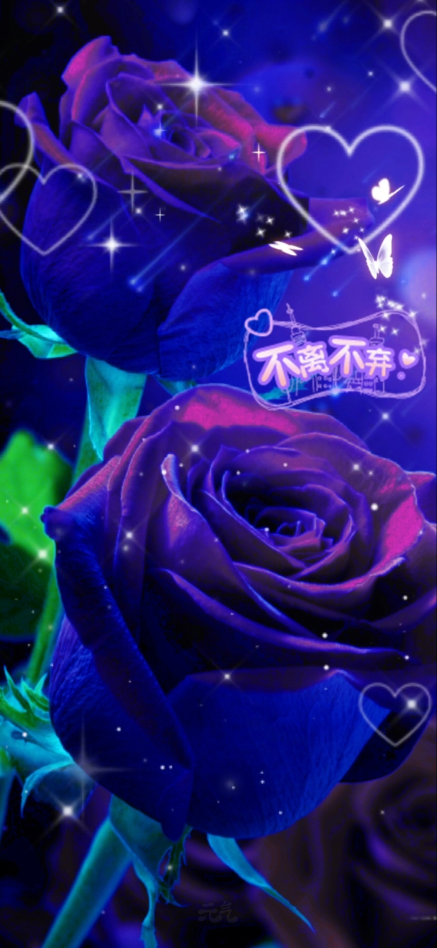 玫瑰