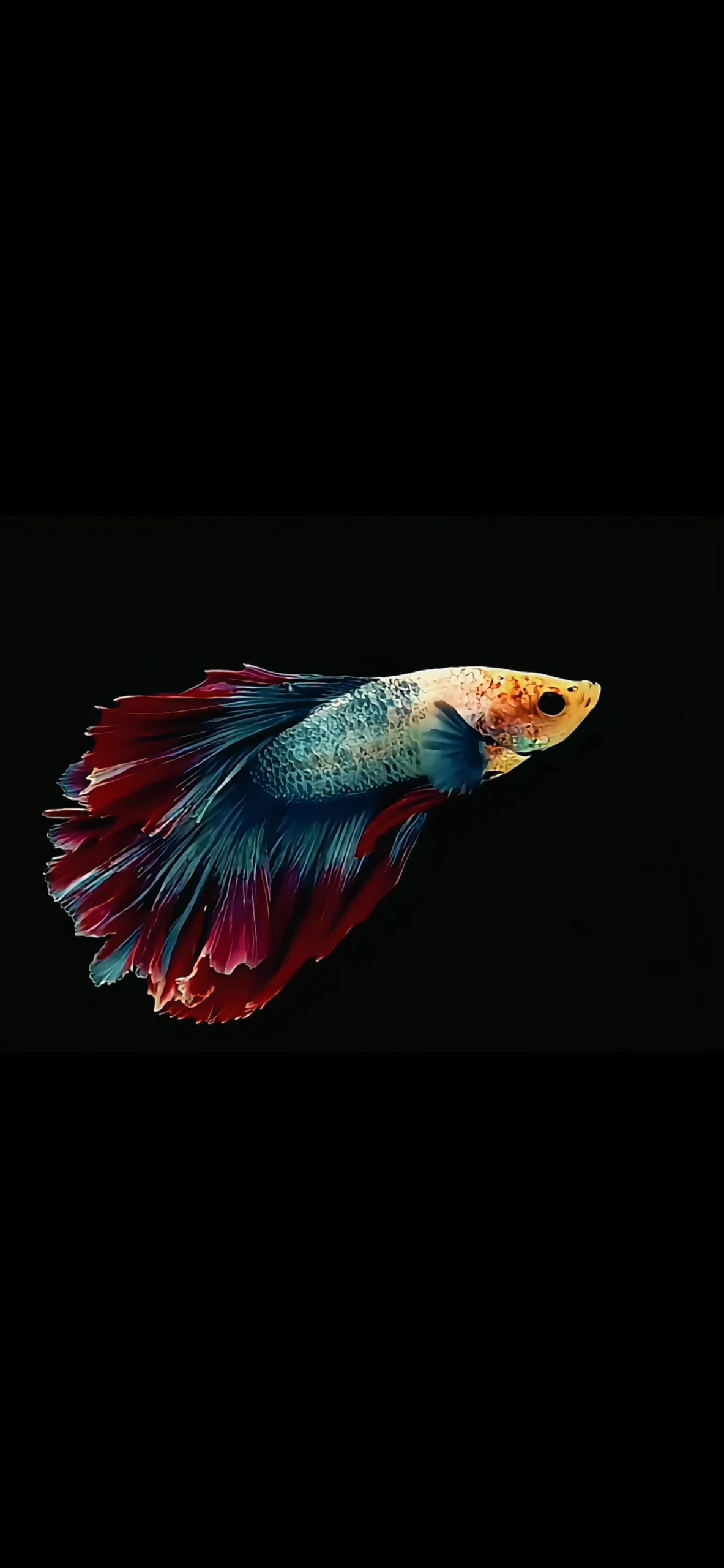 治愈七彩魚4k