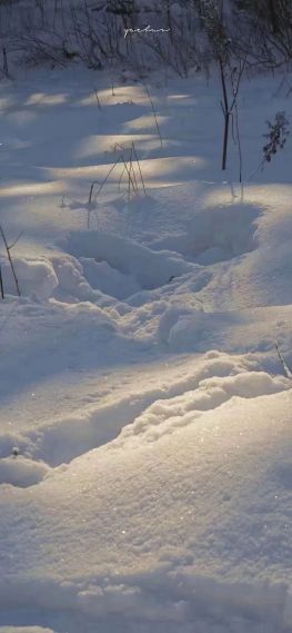 雪地