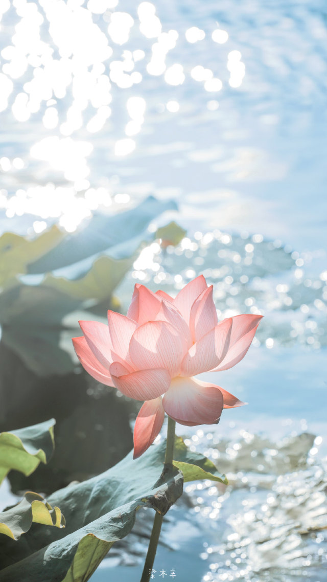 夏荷
