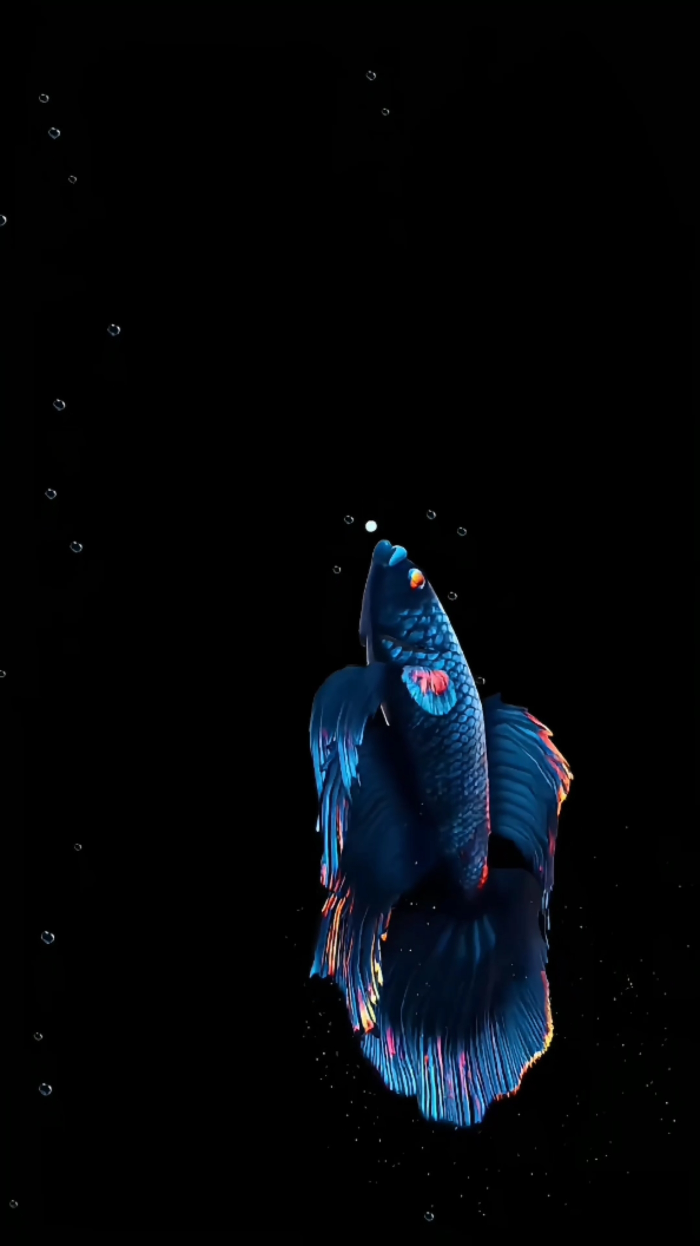 4k好運鬥魚③