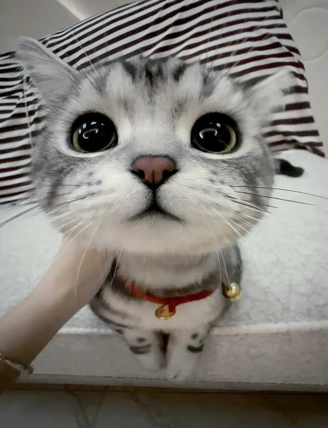猫猫怼脸