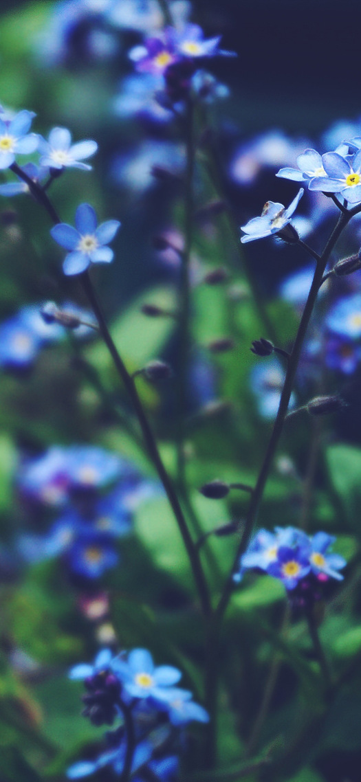 唯美花