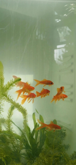 金鱼缸