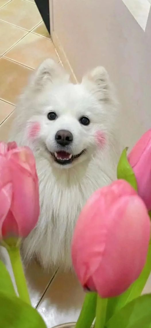 萨摩耶
