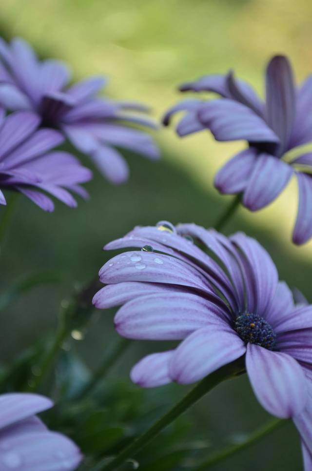 紫色小花