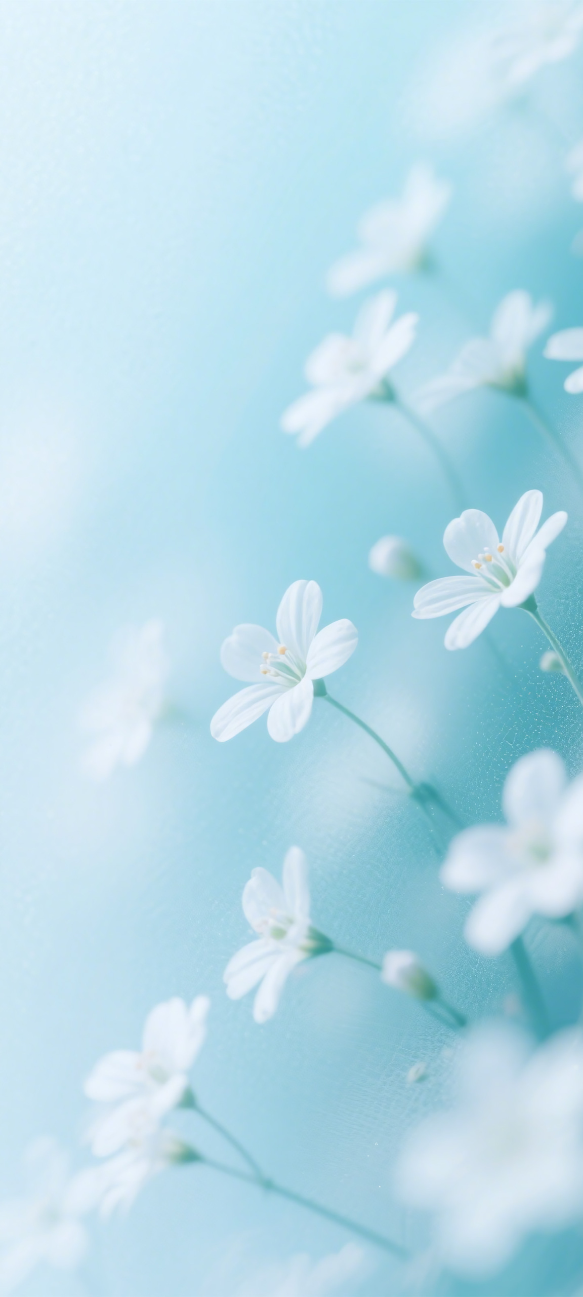 柔藍花息