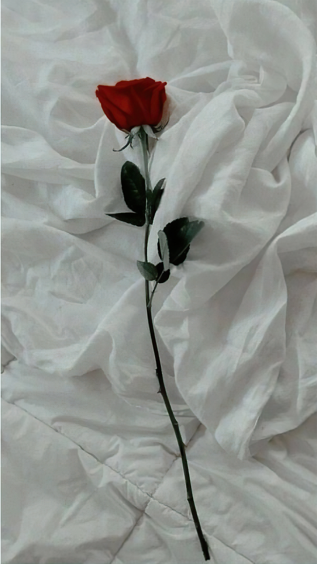 玫瑰花壁紙