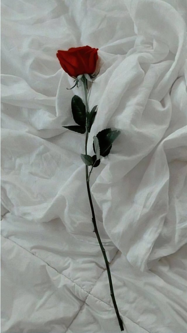 玫瑰花壁紙