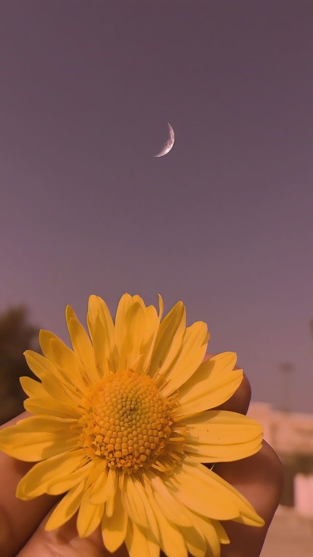 雏菊