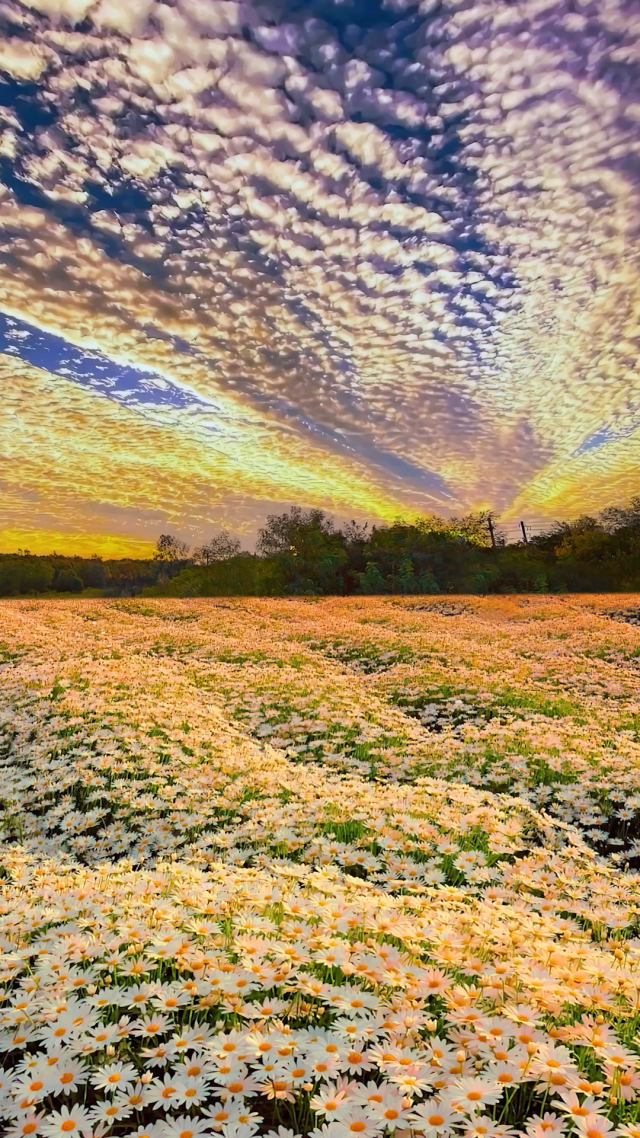 唯美晚霞小雛菊