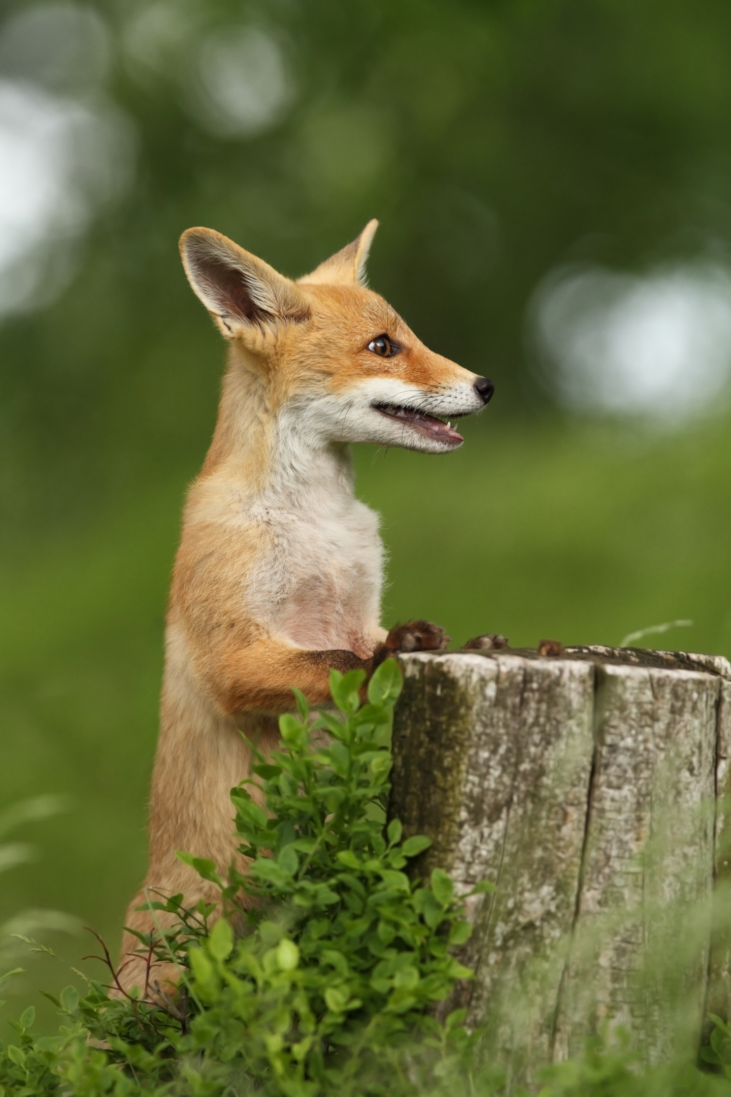 @狐狸 動物微信背景圖高清