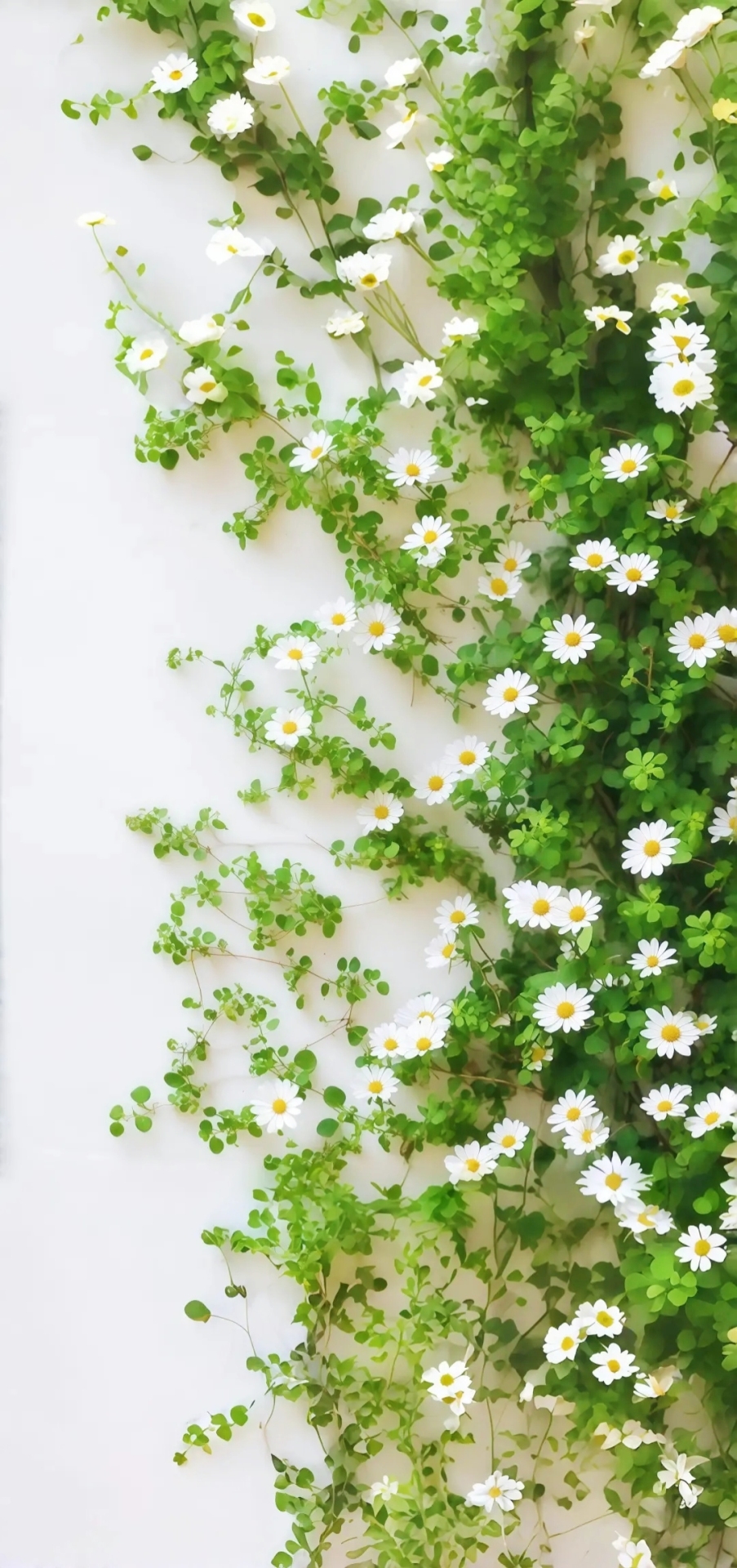 小野菊