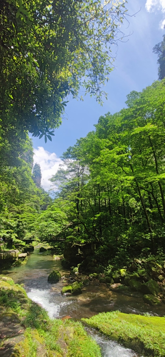 屏保圖片竹林深處
