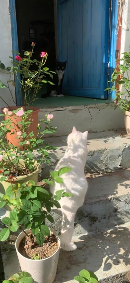 猫猫回家