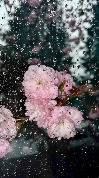 雨后