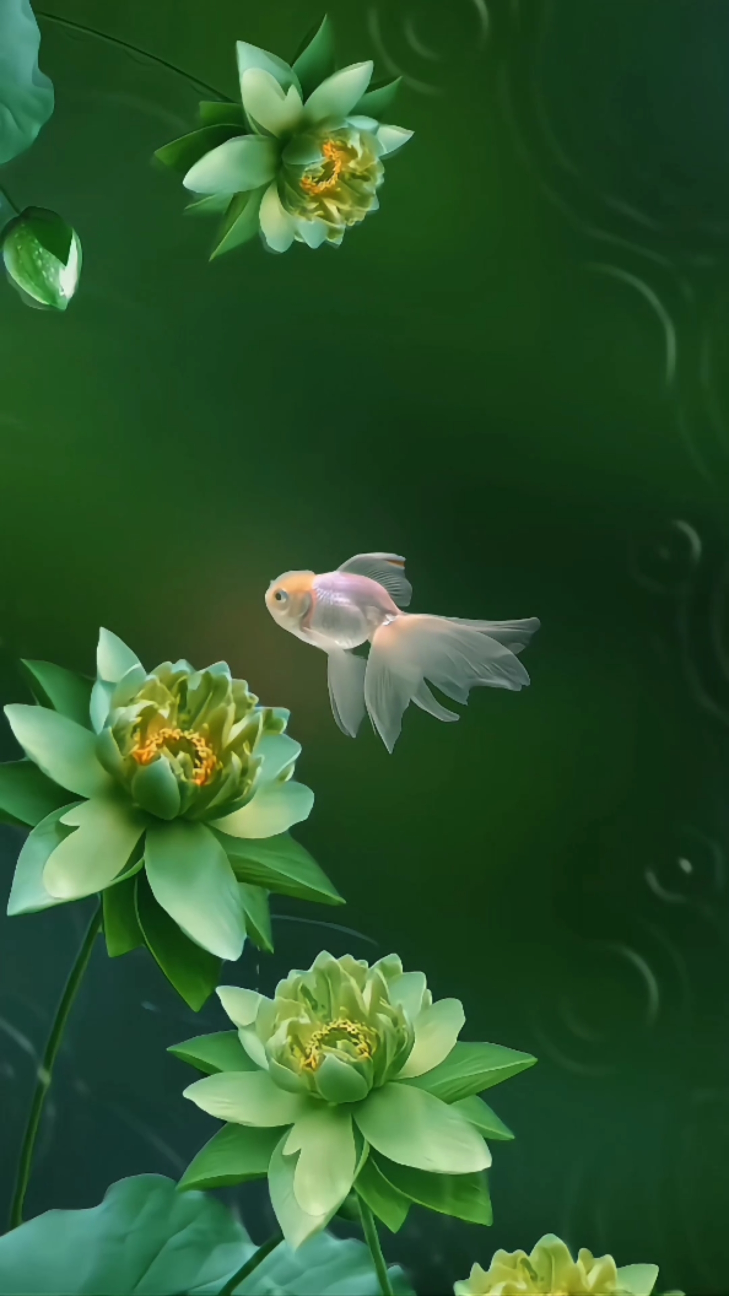 牡丹花和金魚4k
