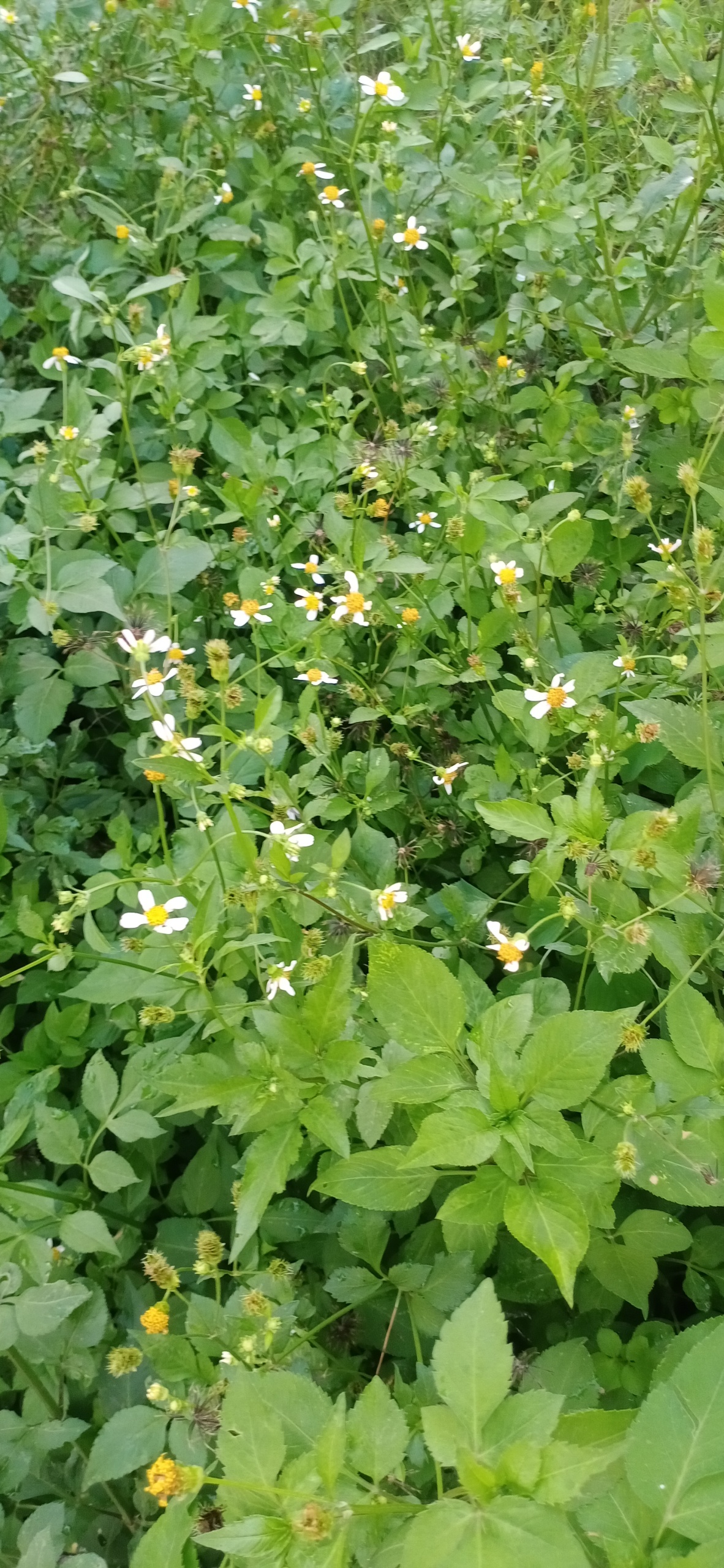 綠色護眼花草