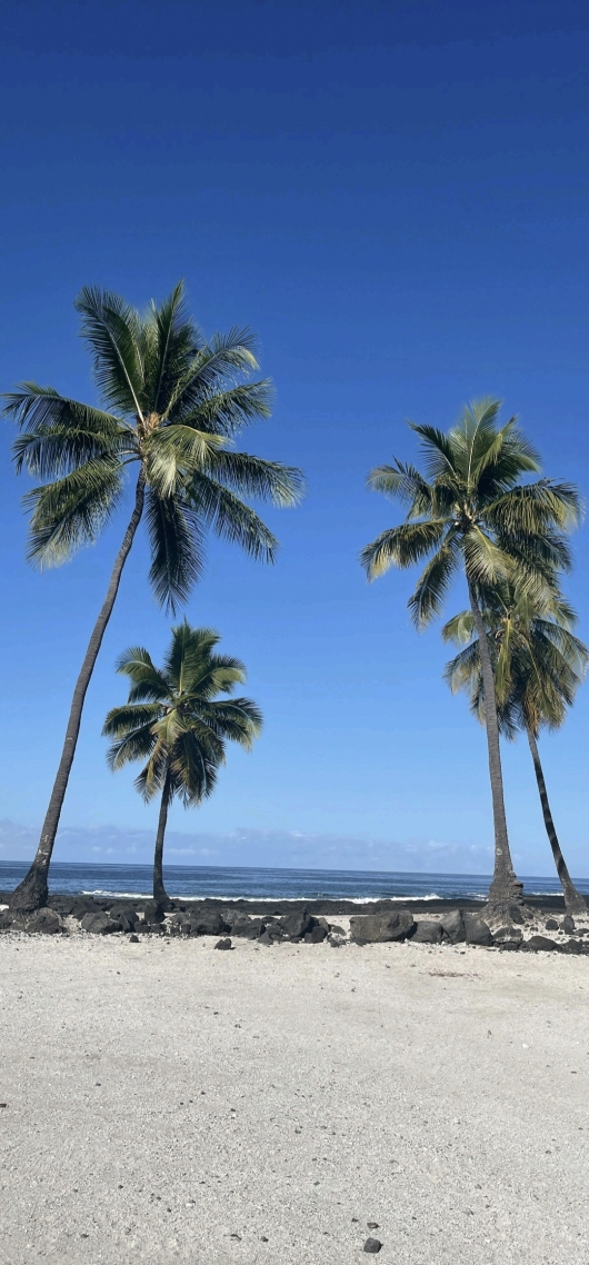 椰子树