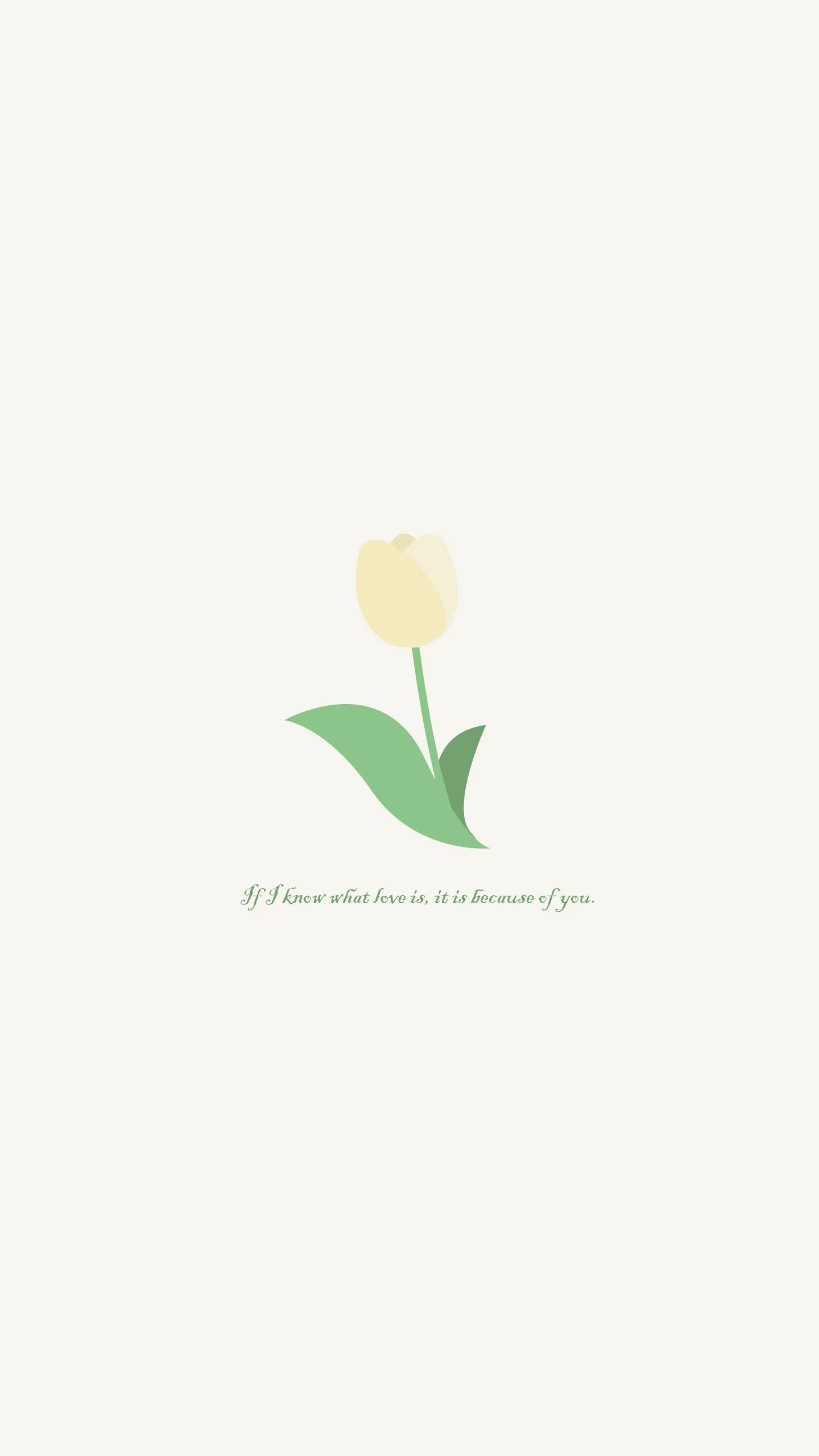 鬱金香Tulips