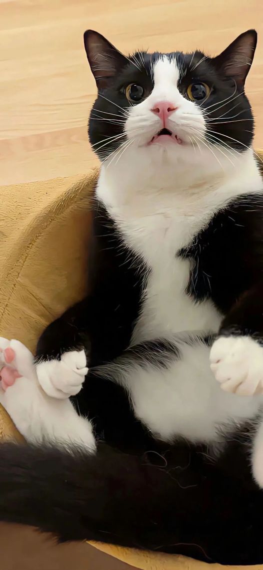 小猫