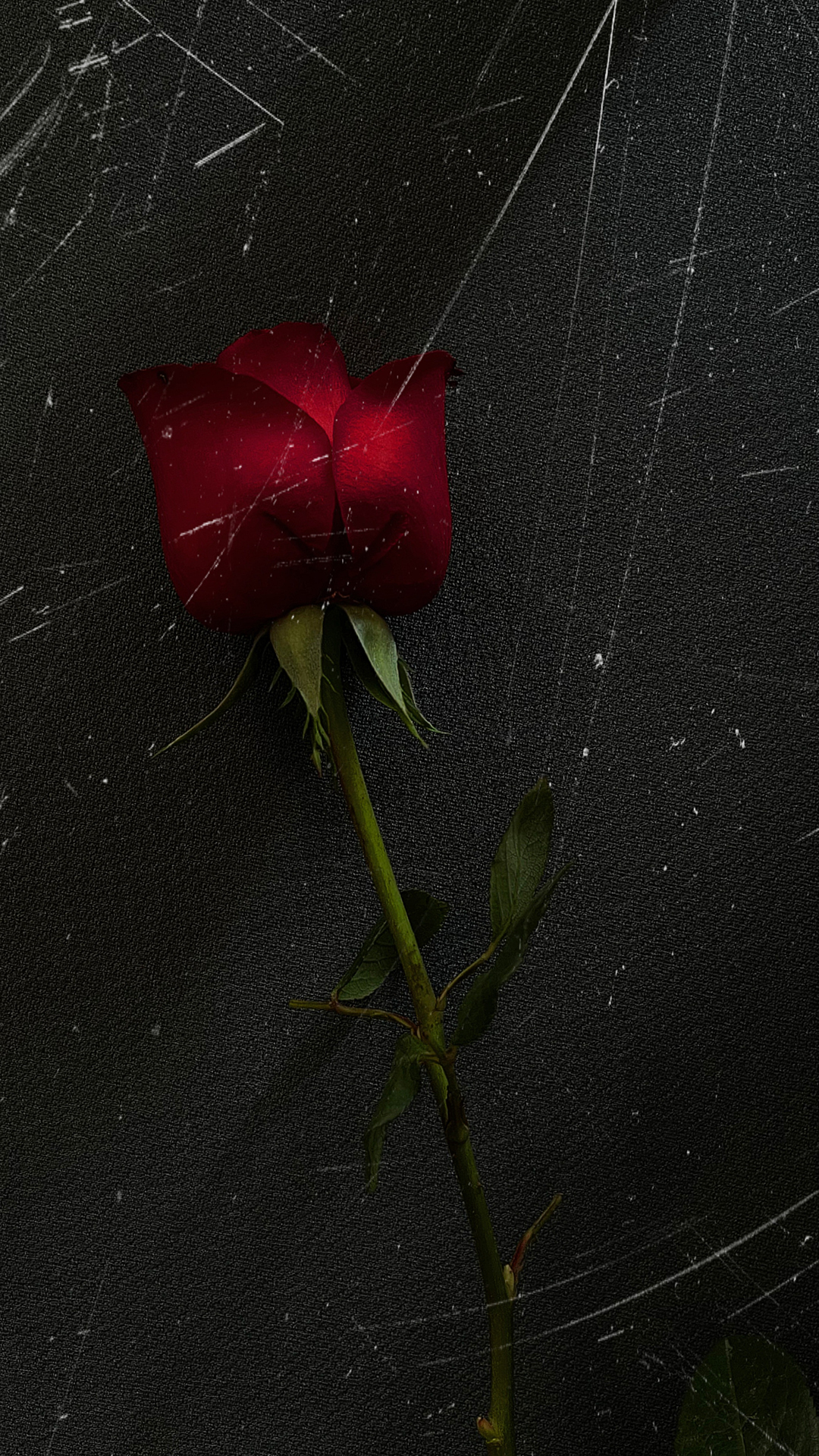 玫瑰花壁纸