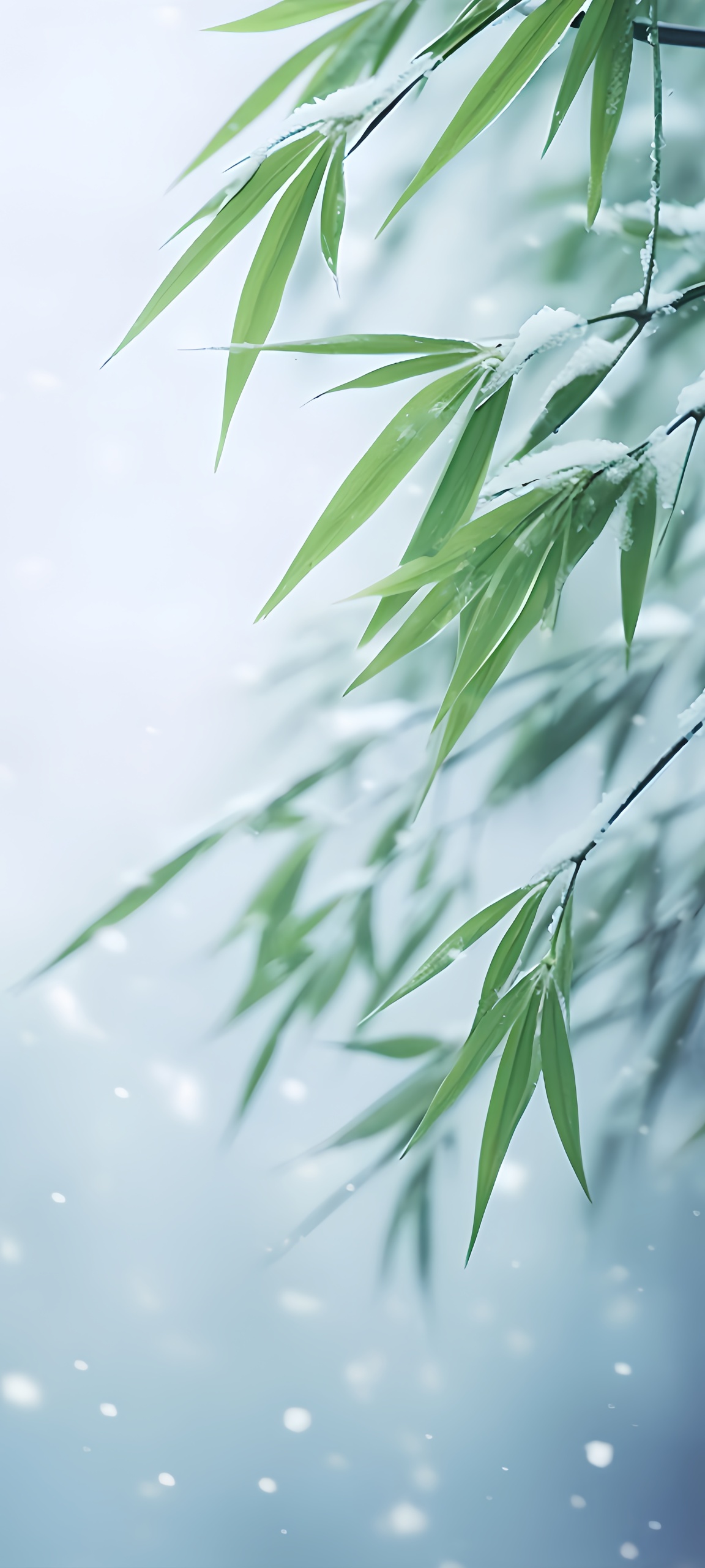 雪竹