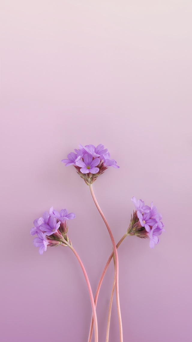 柔美紫色小花
