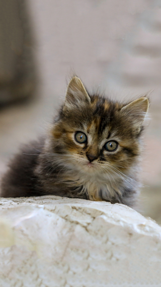可爱小奶猫