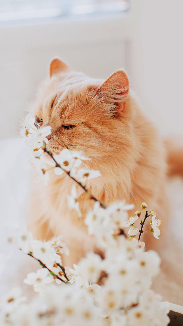 #猫咪和花朵 治愈 (1)
