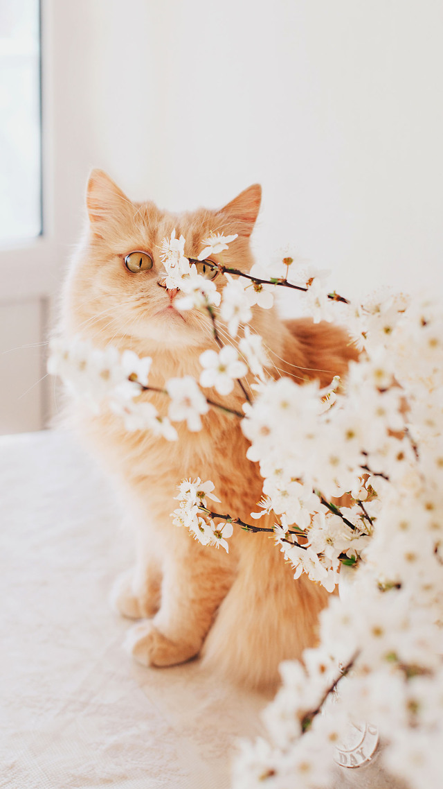 #猫咪和花朵 治愈 (2)高清手机壁纸