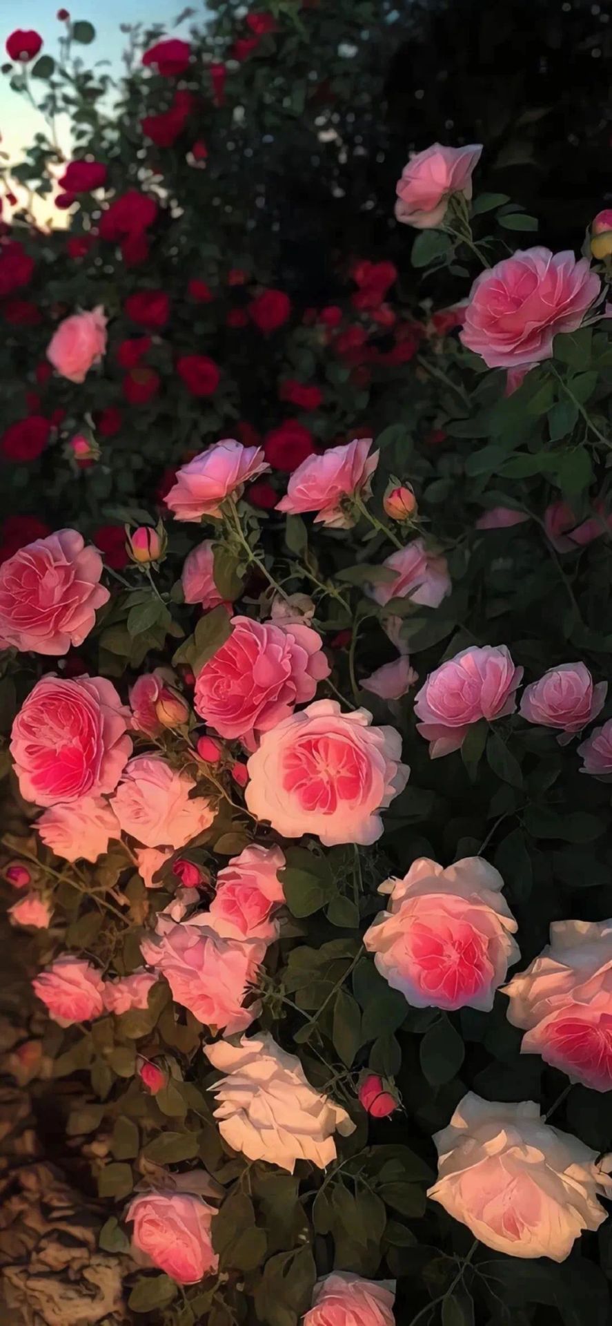 玫瑰花4