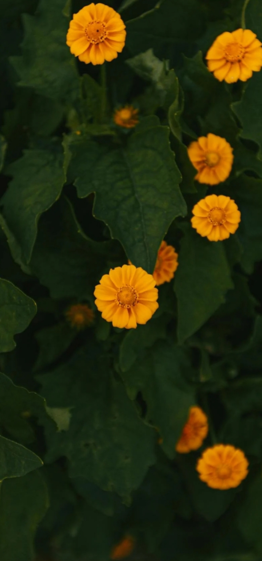 护眼花朵