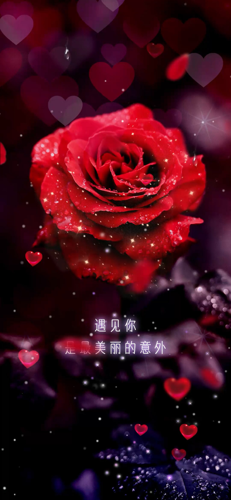 最美玫瑰