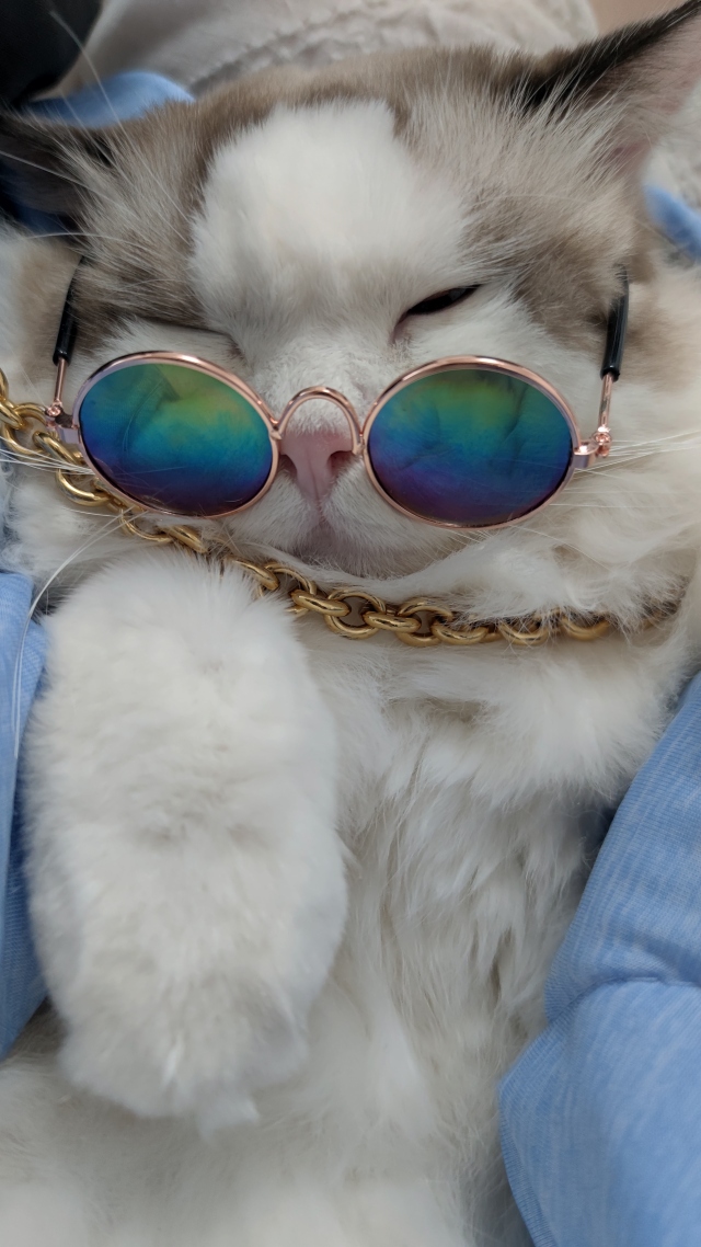 酷炫的布偶猫