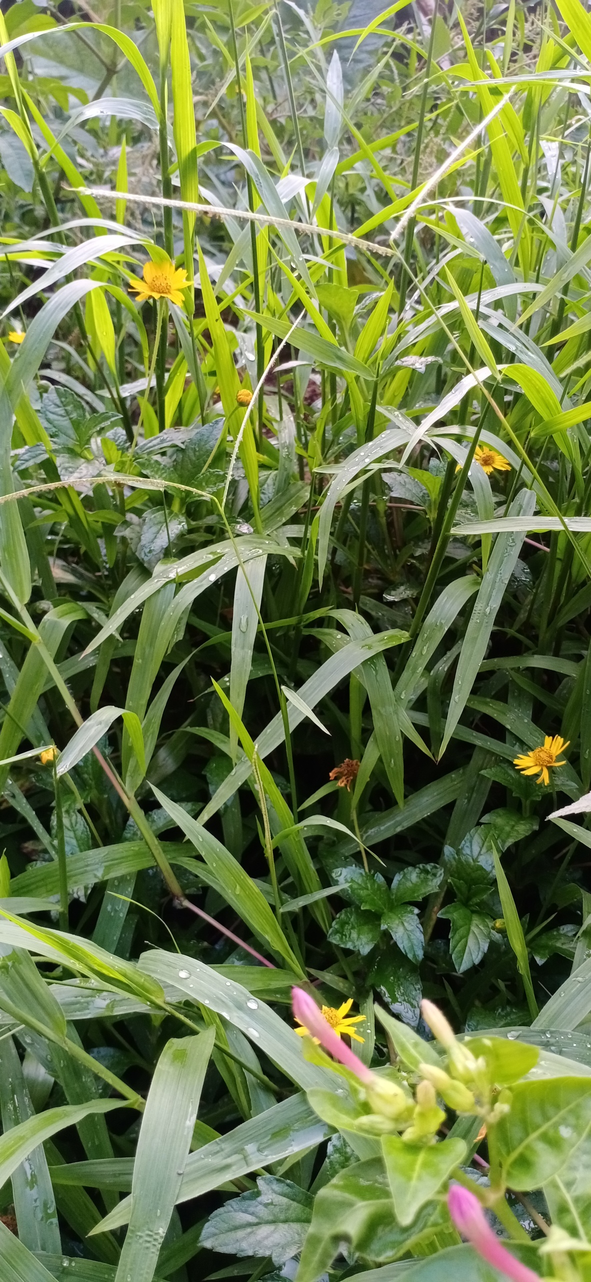 花花草草