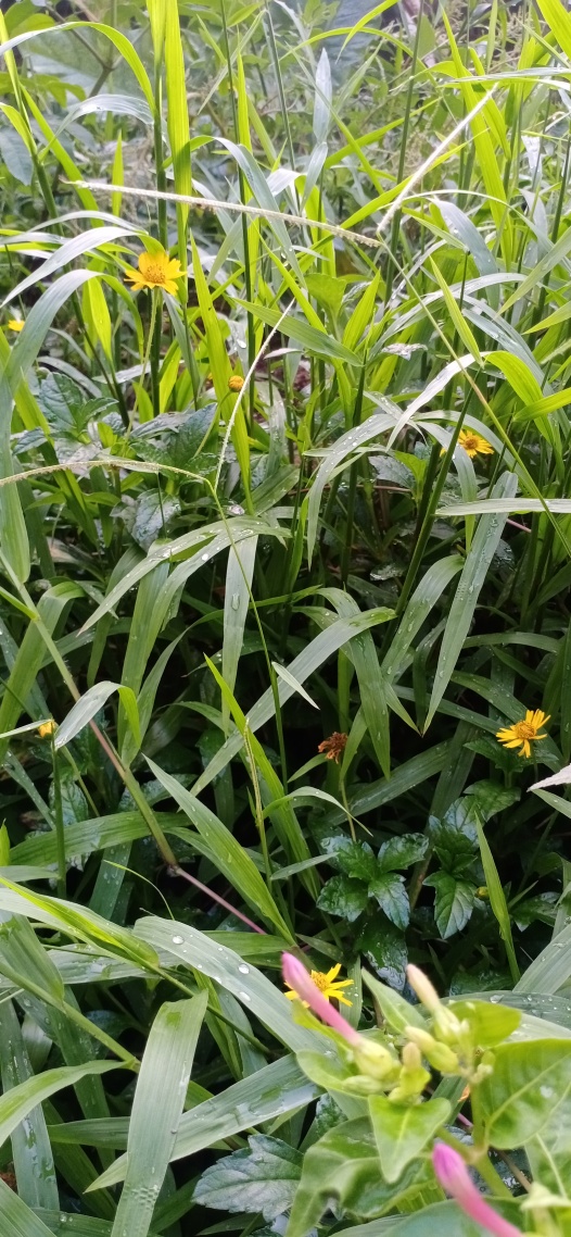 花花草草