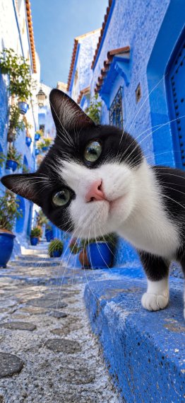 奶牛猫-你在看什么 4k