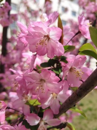 桃花见春风