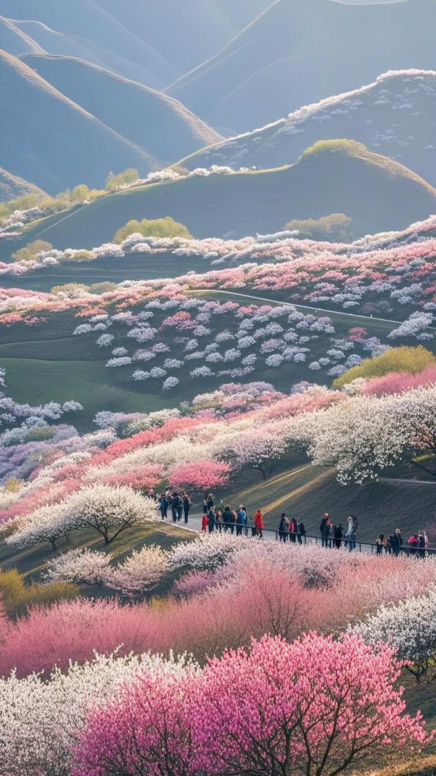 百花開
