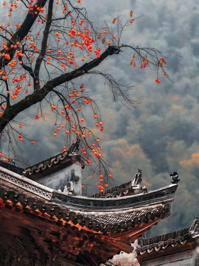 柿柿如意