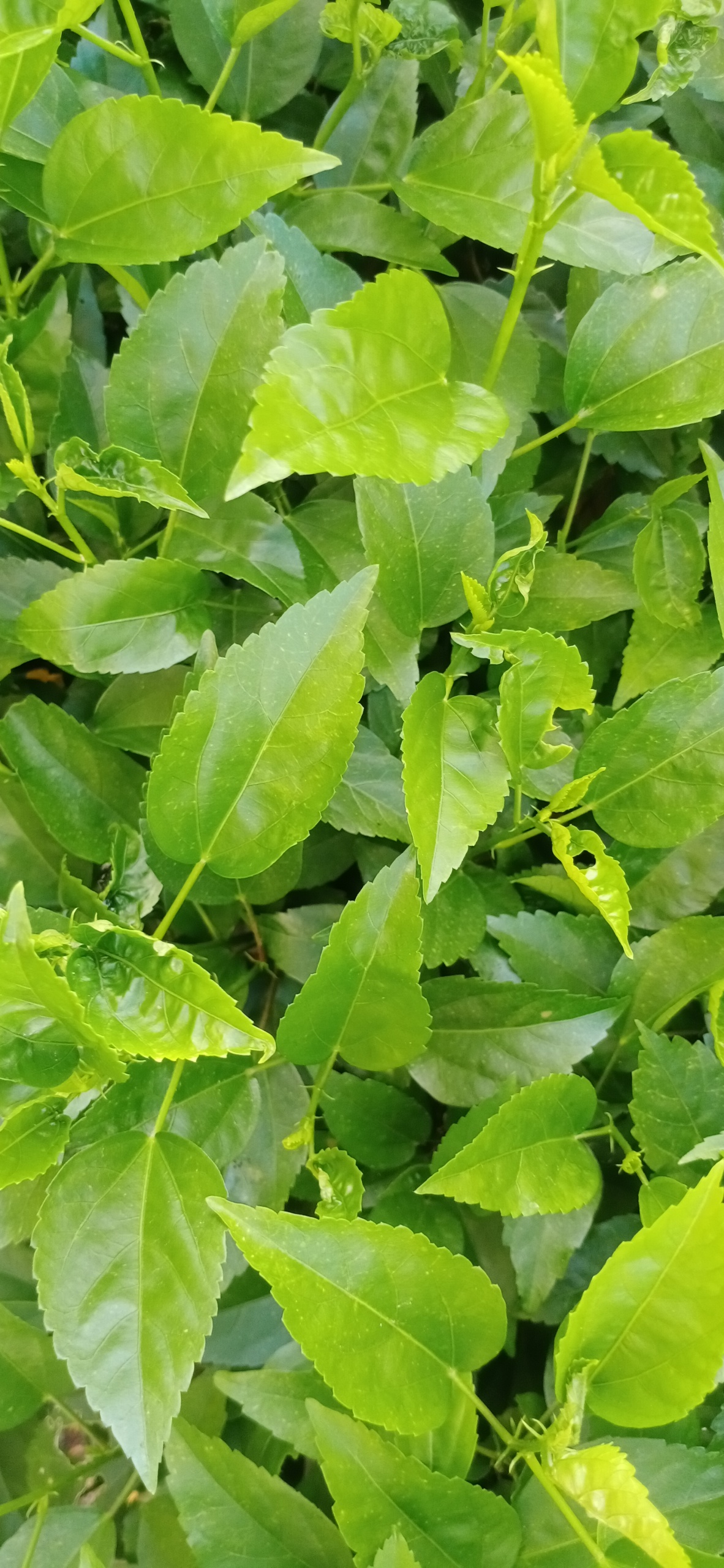 清新自然花草树木