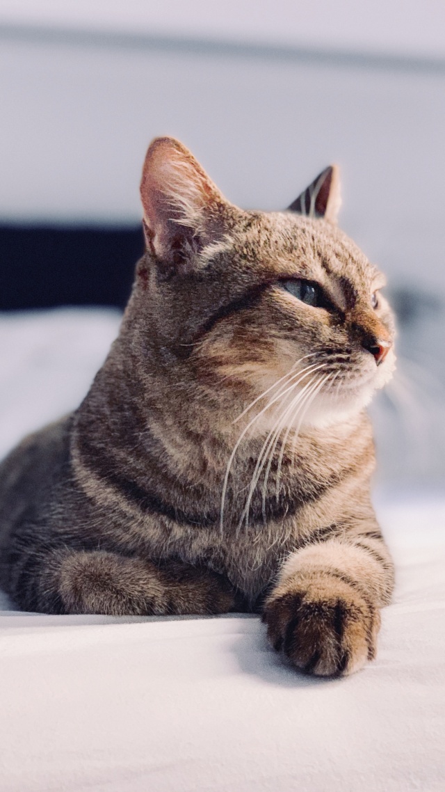 猫咪