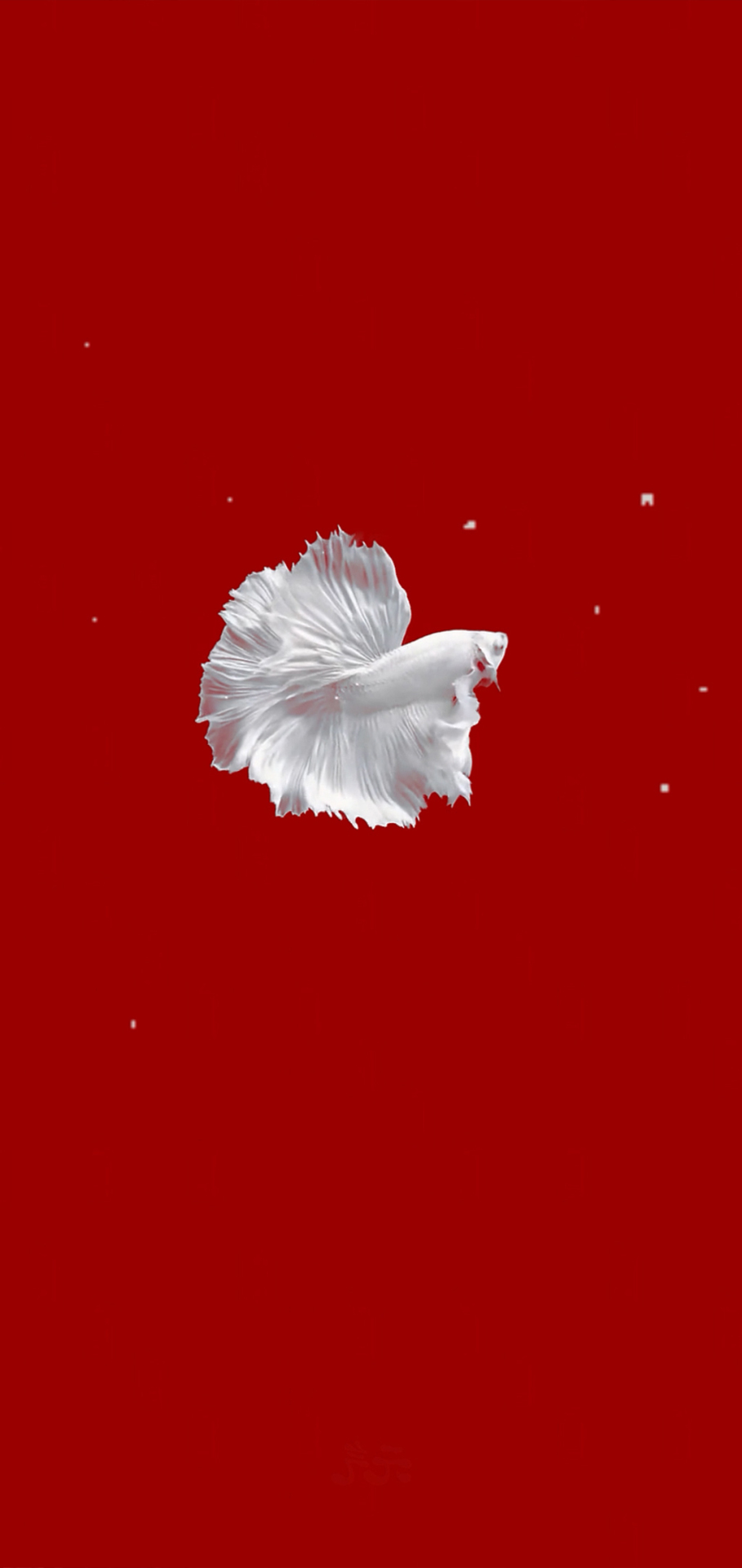 魚 4k 發財魚